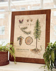 Anatomy of a Douglas-Fir Original Painting