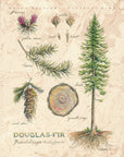 Anatomy of a Douglas-Fir Print