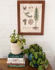 Anatomy of a Douglas-Fir Original Painting