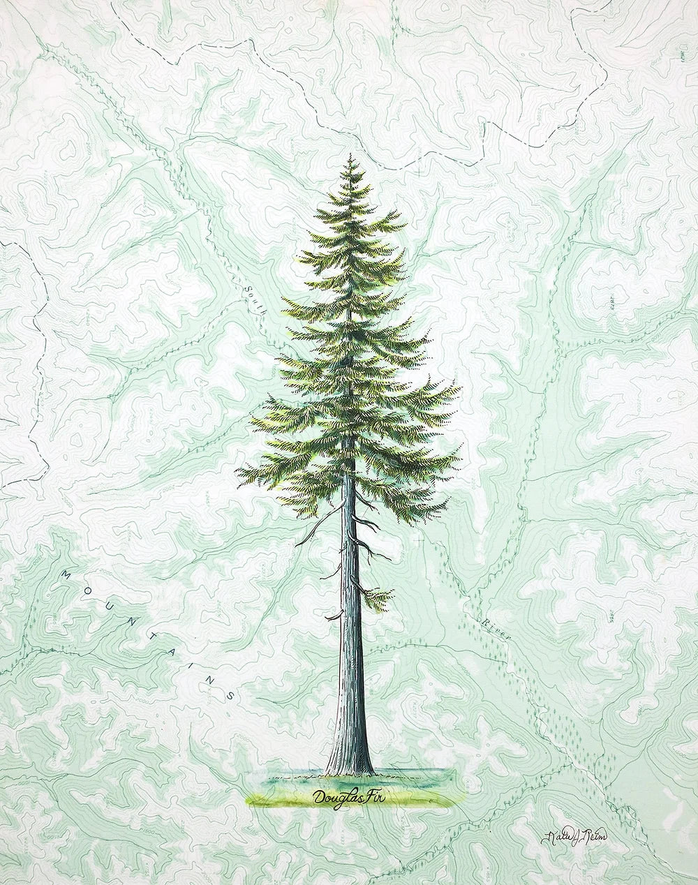 final switchback douglas fir print by Katie Jeanne Reim