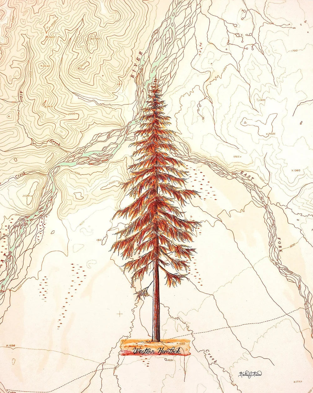 final switchback western hemlock print by Katie Jeanne Reim