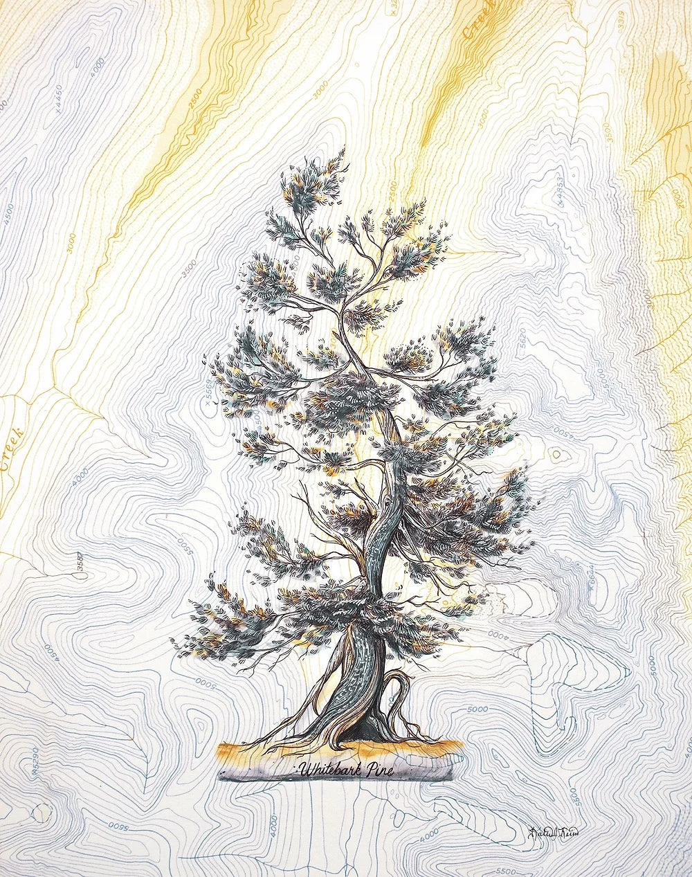 final switchback white bark pine print by Katie Reim
