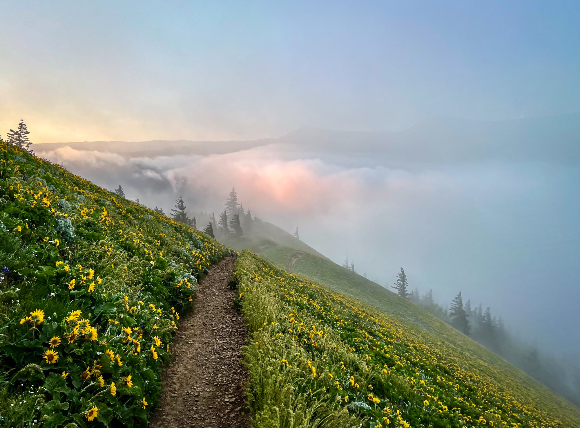 A trail leading through green pasture and wild sunflowers with a misty cloudy skyline backdrop