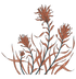 Final Switchback paintbrush flowers in burnt orange